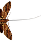 Illustration for article titled Darwin Predicted This Animals Existence Decades Before Its Discovery